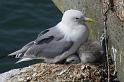 gull and chicks MP